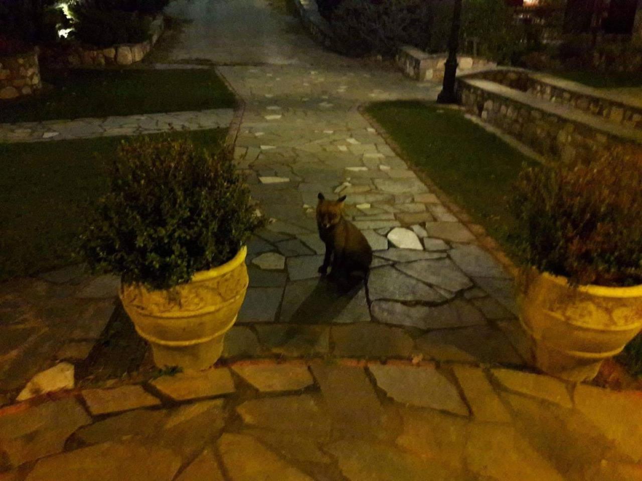 Hotel Tzivaeri Likodhrómion Esterno foto